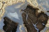 Petrified Wood (Schinoxylon) Slab - Blue Forest, Wyoming #141326-1